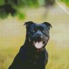 Black Staffordshire Bull Terrier diamond painting