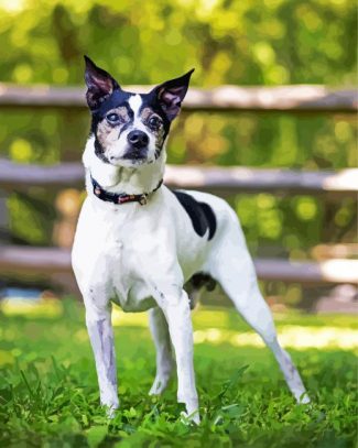 Black And White Rat Terrier diamond painting