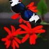 Black Butterfly And Red Flower diamond painting