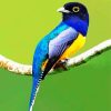 Blue Trogon diamond painting