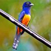 Blue Trogon diamond painting