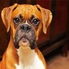 Brown Boxer Dog diamond painting