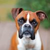 Brown Boxer diamond painting