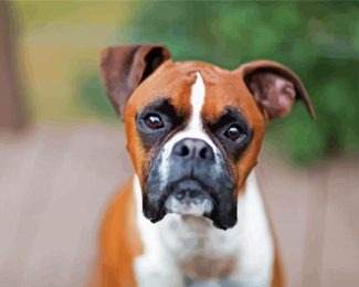 Brown Boxer diamond painting