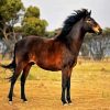 Brown Brumby diamond painting