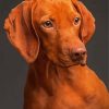 Brown Vizsla diamond painting