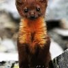 Brown Weasel diamond painting