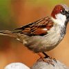 Brown Sparrow Bird diamond painting