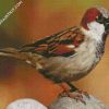 Brown Sparrow Bird diamond painting