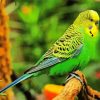 Budgerigar Bird diamond painting