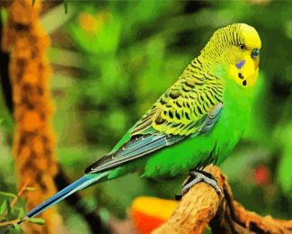 Budgerigar Bird diamond painting