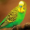 Budgerigar diamond painting