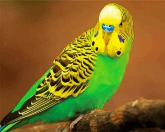 Budgerigar diamond painting