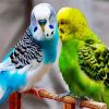 Budgerigars Birds diamond painting