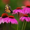 Butterfly And Purple Coneflower diamond painting