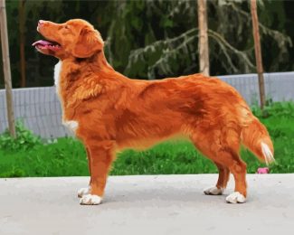 Cute Nova Scotia Duck Tolling Retriever diamond painting