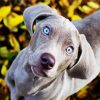 Cute Weimaraner Puppy diamond painting