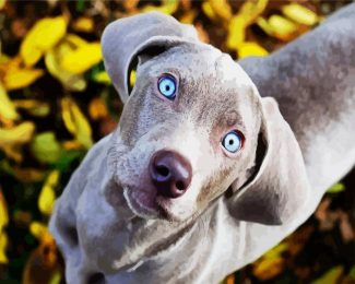 Cute Weimaraner Puppy diamond painting