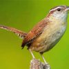 Cute Wren Bird diamond painting