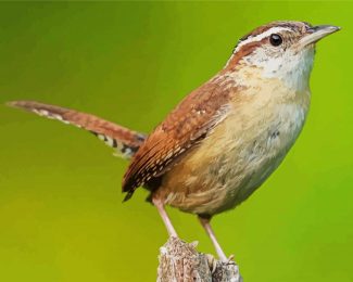 Cute Wren Bird diamond painting