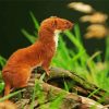 Cute Brown Weasel diamond painting