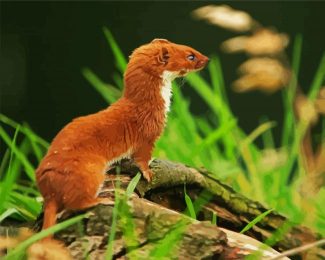 Cute Brown Weasel diamond painting