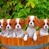 Cute King Charles Spaniel Puppies diamond painting