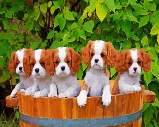 Cute King Charles Spaniel Puppies diamond painting