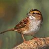 Cute Sparrow diamond painting