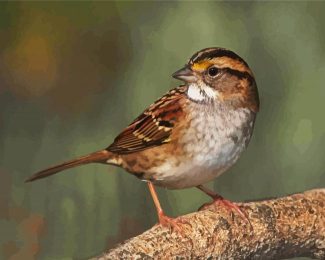 Cute Sparrow diamond painting