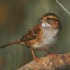 Cute Sparrow diamond painting