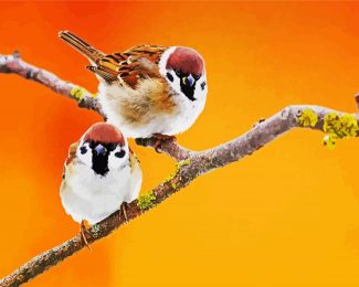 Cute Sparrows diamond painting