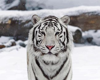 Cute White tiger diamond painting