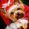 Cute Yorkie diamond painting