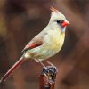 Female Cardinal Bird diamond painting