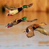 Flying Waterfowls diamond painting