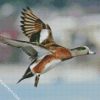 Flying Wigeon diamond painting