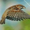 Flying Sparrow diamond painting