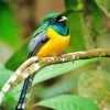 Green And Yellow Trogon diamond painting