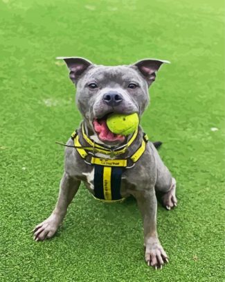 Grey Staffordshire Bull Terrier diamond painting