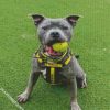 Grey Staffordshire Bull Terrier diamond painting