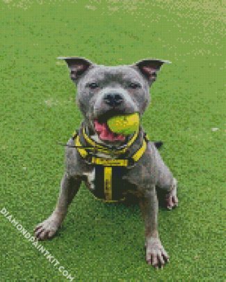 Grey Staffordshire Bull Terrier diamond painting