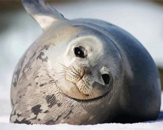 Harbor Seal Antarctica diamond painting