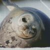 Harbor Seal Antarctica diamond painting