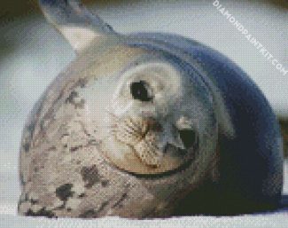 Harbor Seal Antarctica diamond painting