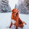 New Scotia Duck Tolling Retriever In Snow diamond painting