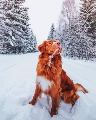 New Scotia Duck Tolling Retriever In Snow diamond painting