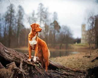 New Scotia Duck Tolling Retriever diamond painting