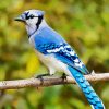 North American Blue Jay diamond painting