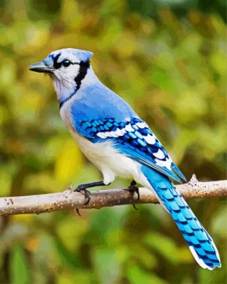 North American Blue Jay diamond painting